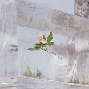 Produktbild: Windflowers