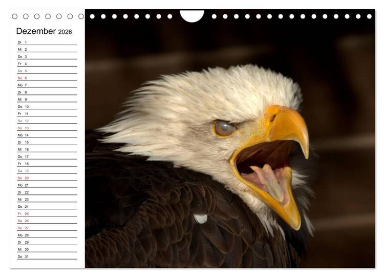 Produktbild: Der Wei&szlig;kopfseeadler (Wandkalender 2026 DIN A4 quer), CALVENDO Monatskalender