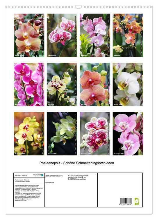 Produktbild: Phalaenopsis - Sch&ouml;ne Schmetterlingsorchideen (Wandkalender 2026 DIN A2 hoch), CALVENDO Monatskalender