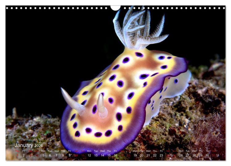 Produktbild: Diving in Indonesia - BEAUTIFUL NUDIBRANCHS (Wall Calendar 2026 DIN A3 landscape), CALVENDO 12 Month Wall Calendar