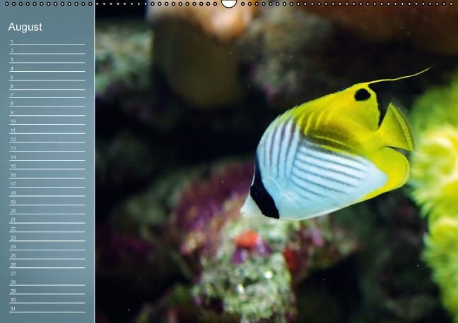 Produktbild: Bunte Riffbewohner - Fische, Anemonen und noch viel mehr (Wandkalender immerw&auml;hrend DIN A2 quer)
