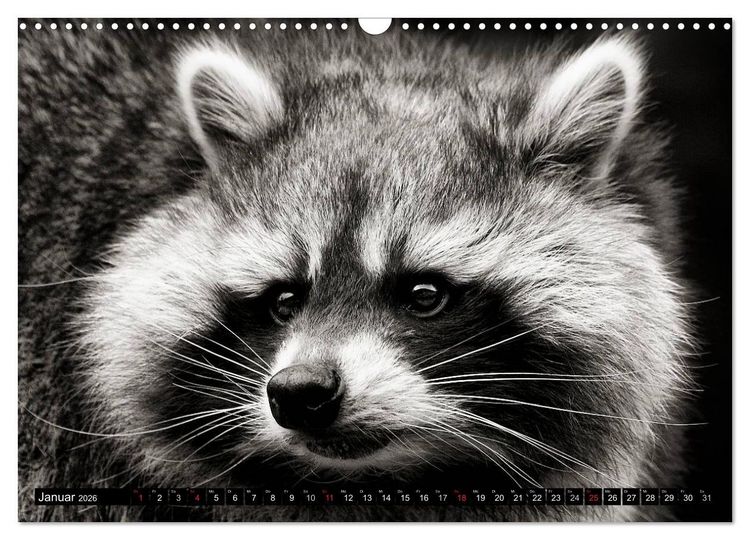 Produktbild: Waschb&auml;ren - Maskierte Gauner (Wandkalender 2026 DIN A3 quer), CALVENDO Monatskalender