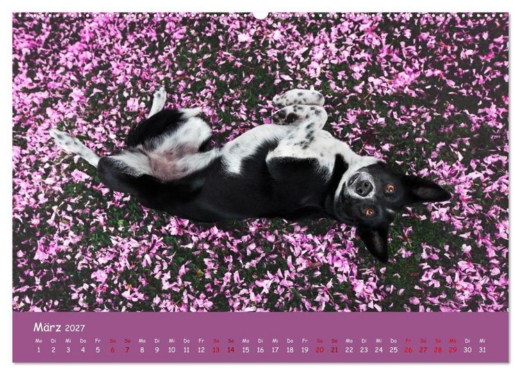 Produktbild: Border Collie Kalender &ndash; Ausdrucksstarke Close-up-Portraits durch die Jahreszeiten (Wandkalender 2027 DIN A2 quer), CALVENDO Monatskalender