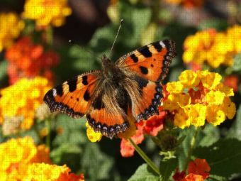 Produktbild: CALVENDO Puzzle Kleiner Fuchs auf Lantana | 1000 Teile Lege-Gr&ouml;&szlig;e 64x48cm Foto-Puzzle f&uuml;r gl&uuml;ckliche Stunden
