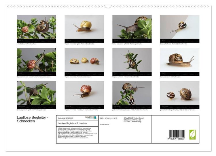 Produktbild: Lautlose Begleiter - Schnecken (hochwertiger Premium Wandkalender 2026 DIN A2 quer), Kunstdruck in Hochglanz