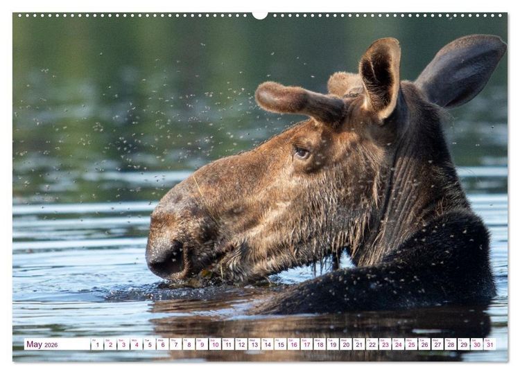 Produktbild: THE NORTHERN WOODLANDS MOOSE (Wall Calendar 2026 DIN A2 landscape), CALVENDO 12 Month Wall Calendar
