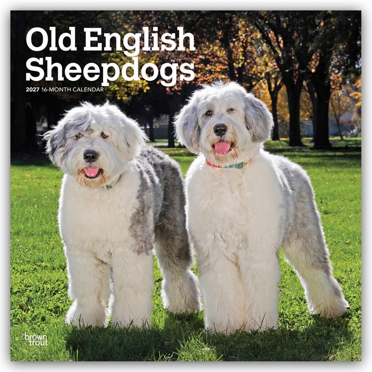 Produktbild: Old English Sheepdog &ndash; Bobtail &ndash; Altenglischer Sch&auml;ferhund 2027 &ndash; 16-Monatskalender