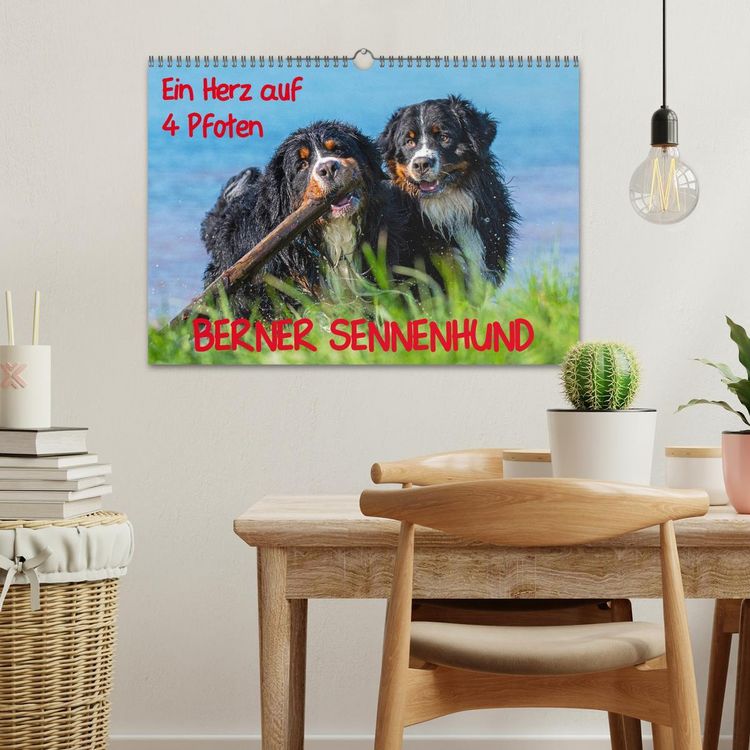 Produktbild: Ein Herz auf 4 Pfoten - Berner Sennenhund (Wandkalender 2026 DIN A3 quer), CALVENDO Monatskalender