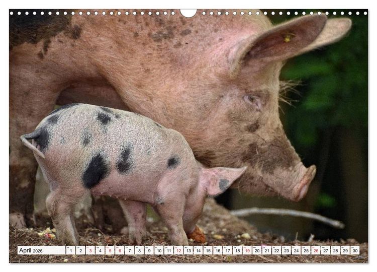 Produktbild: Von S&auml;uen die Schwein haben! (Wandkalender 2026 DIN A3 quer), CALVENDO Monatskalender