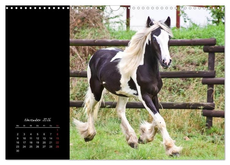 Produktbild: Irish Tinker (Wandkalender 2026 DIN A3 quer), CALVENDO Monatskalender