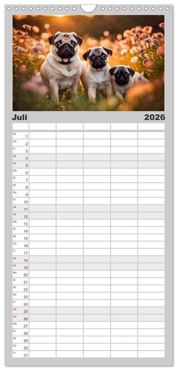 Produktbild: Familienplaner 2026 - M&ouml;pse - quirlige Charmebolzen mit 5 Spalten (Wandkalender, 21 x 45 cm) CALVENDO
