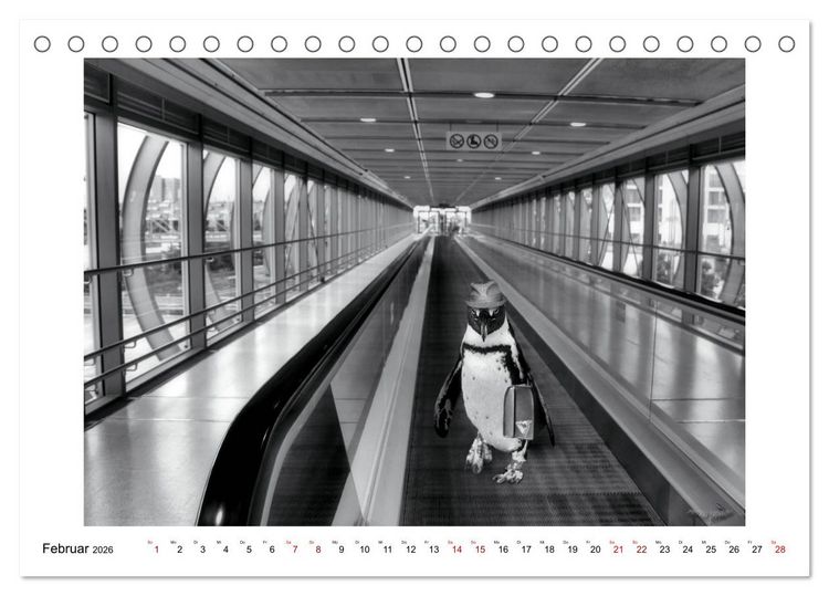 Produktbild: Pinguine privat (Tischkalender 2026 DIN A5 quer), CALVENDO Monatskalender