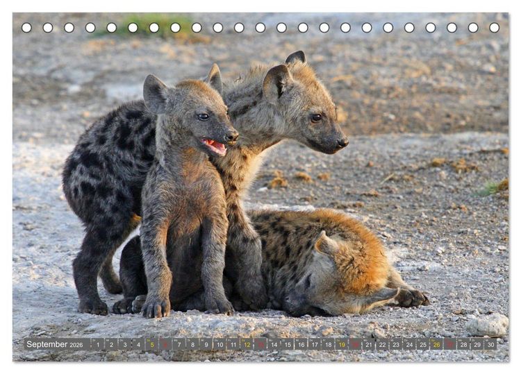 Produktbild: Wildes Kinderzimmer - Tierkinder in Afrika (Tischkalender 2026 DIN A5 quer), CALVENDO Monatskalender