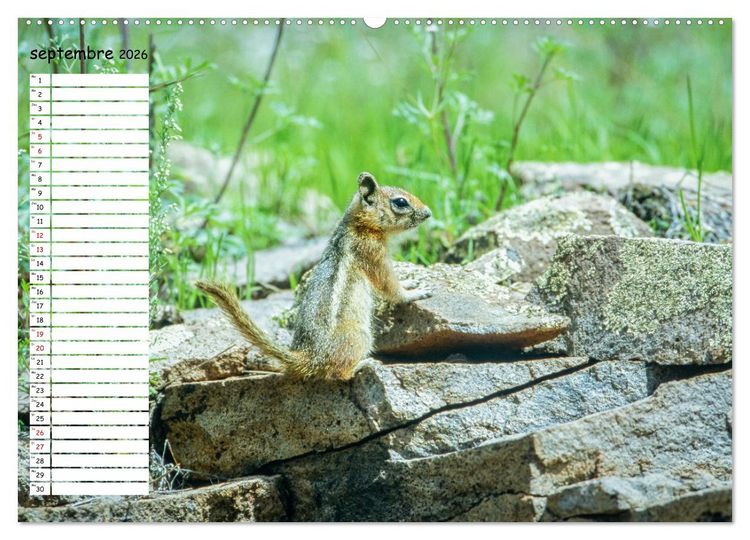 Produktbild: Arizona, une rencontre avec la nature (Calendrier mural 2026 DIN A2 vertical) calendrier de bureau