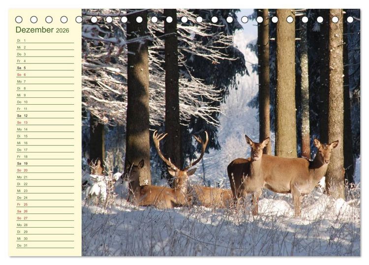 Produktbild: Begegnungen. DER HIRSCH (Tischkalender 2026 DIN A5 quer), CALVENDO Monatskalender