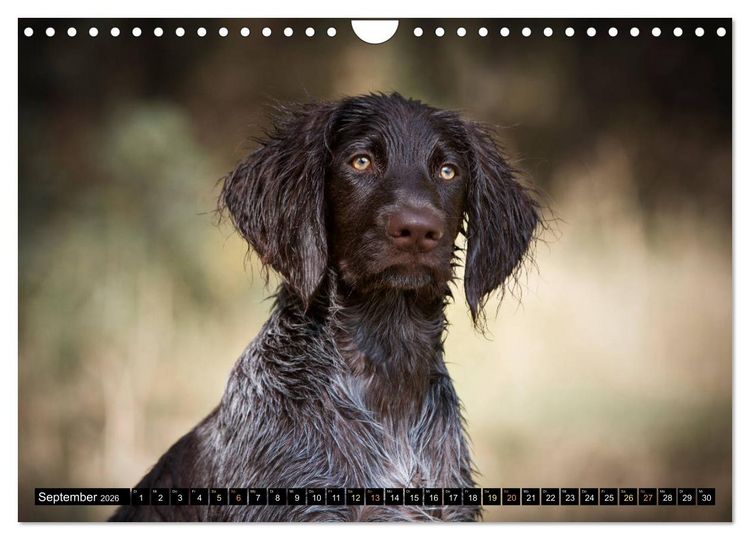 Produktbild: Faszination Jagdhund - Deutsch Langhaar (Wandkalender 2026 DIN A4 quer), CALVENDO Monatskalender