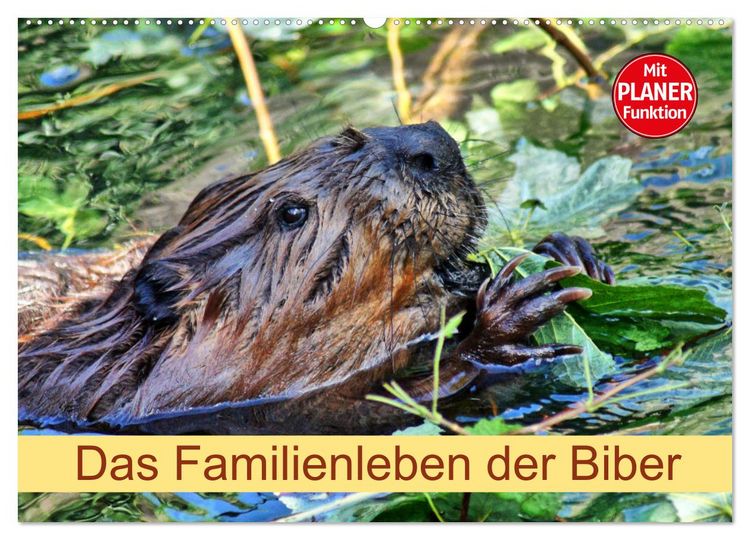 Produktbild: Das Familienleben der Biber (Wandkalender 2026 DIN A2 quer), CALVENDO Monatskalender