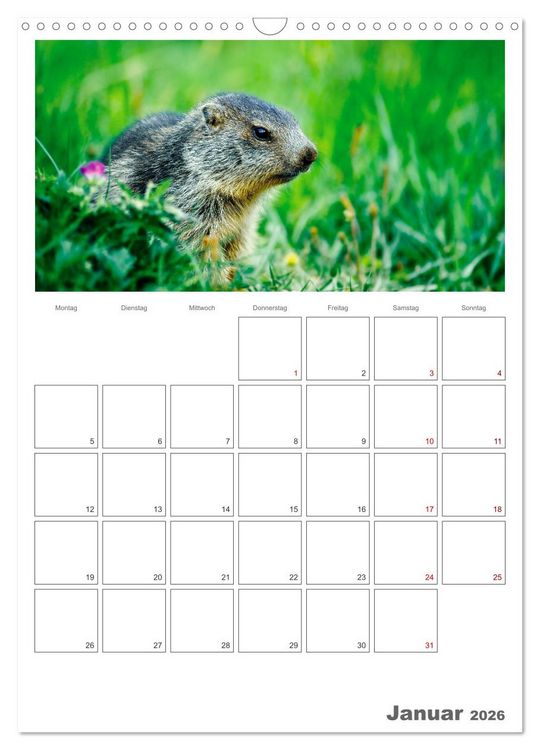 Produktbild: Franz&ouml;sische Alpen, auf den Pfaden des Murmeltiers (Wandkalender 2026 DIN A3 hoch), CALVENDO Monatskalender