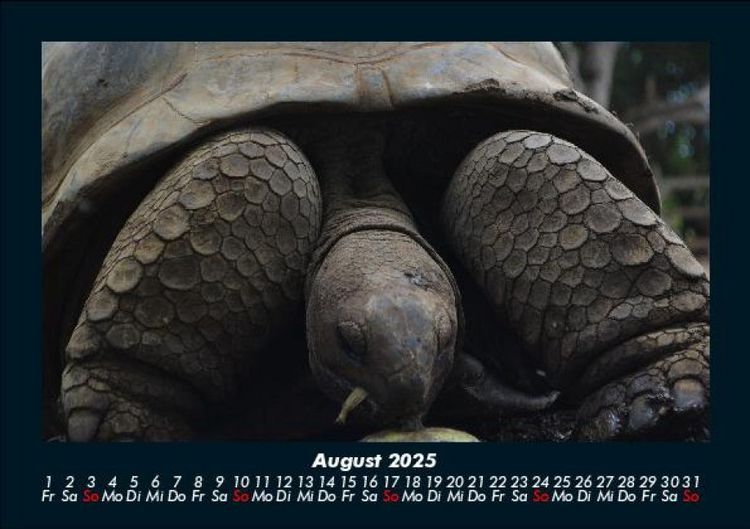 Produktbild: Schildkr&ouml;tenzauber 2025 Fotokalender DIN A5