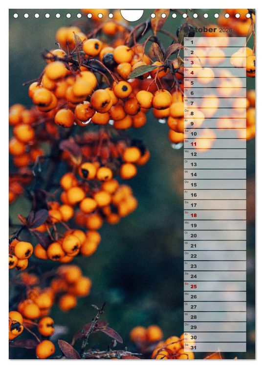 Produktbild: Kalender - Natur im Detail (Wandkalender 2026 DIN A4 hoch), CALVENDO Monatskalender