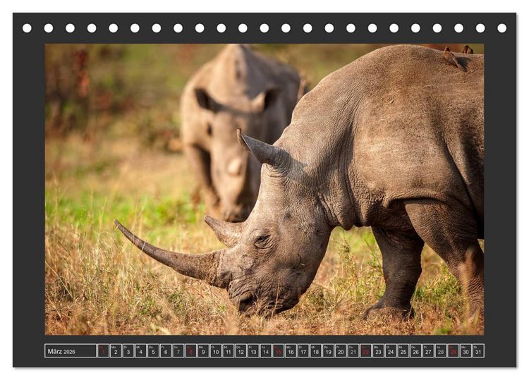 Produktbild: Das Wei&szlig;e Nashorn (Tischkalender 2026 DIN A5 quer), CALVENDO Monatskalender