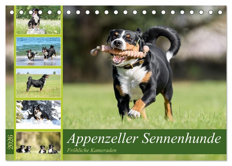 Produktbild: Appenzeller Sennenhunde - Fr&ouml;hliche Kameraden (Tischkalender 2026 DIN A5 quer), CALVENDO Monatskalender