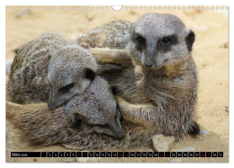 Produktbild: Lustige Erdm&auml;nnchen (Wandkalender 2026 DIN A3 quer), CALVENDO Monatskalender