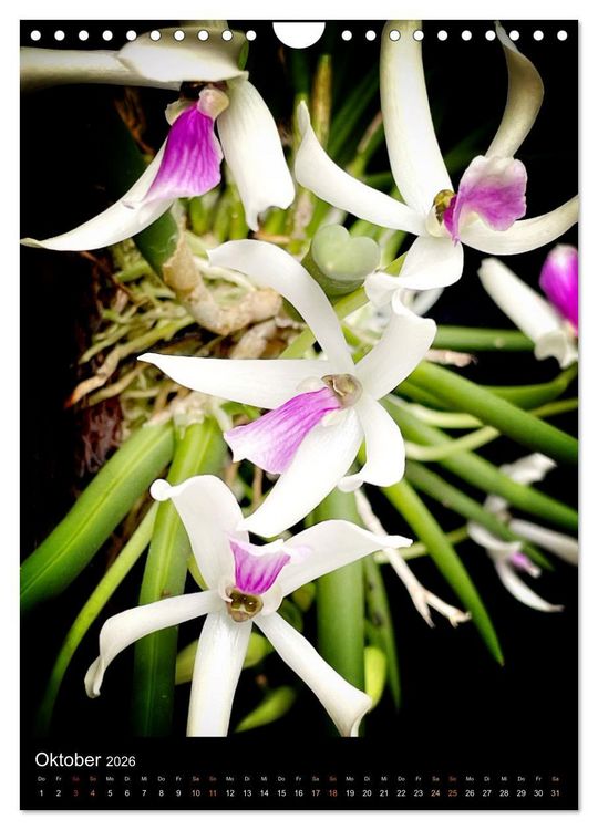 Produktbild: Orchideen - Exoten im Wohnzimmer (Wandkalender 2026 DIN A4 hoch), CALVENDO Monatskalender