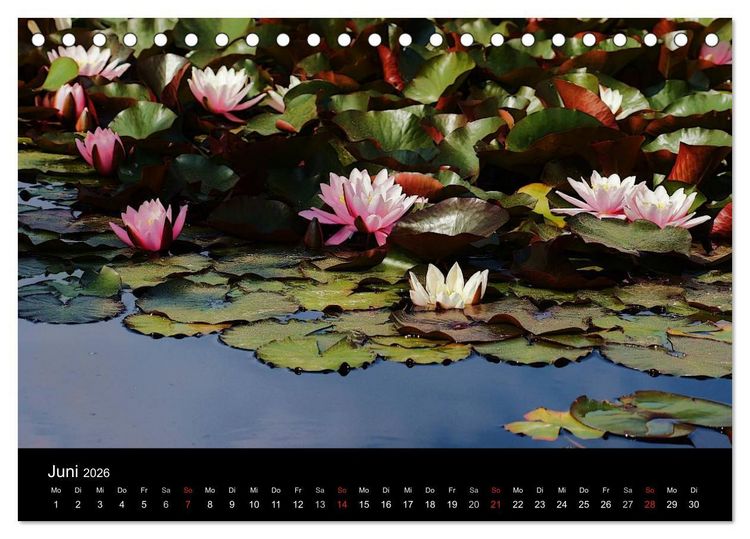 Produktbild: Wilde Bl&uuml;ten-Tr&auml;ume (Tischkalender 2026 DIN A5 quer), CALVENDO Monatskalender