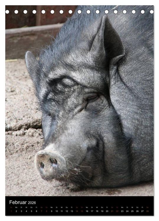 Produktbild: Zootiere (Tischkalender 2026 DIN A5 hoch), CALVENDO Monatskalender