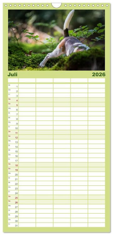 Produktbild: Familienplaner 2026 - Beaglebabys auf Entdeckungstour mit 5 Spalten (Wandkalender, 21 x 45 cm) CALVENDO