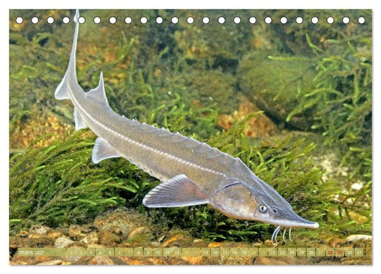 Produktbild: Poissons : d'&eacute;tangs et des rivi&egrave;res (Calendrier de bureau 2027 DIN A5 vertical), CALVENDO calendrier mensuel