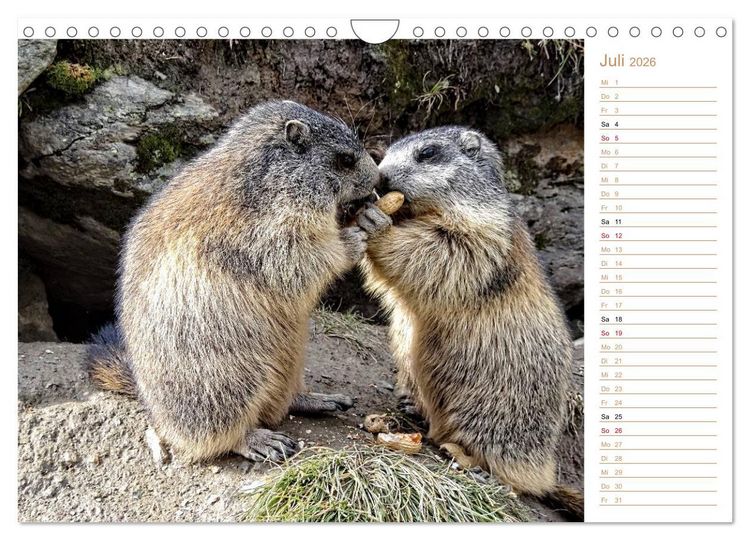 Produktbild: Wildlife - Verspielte Murmeltiere (Wandkalender 2026 DIN A4 quer), CALVENDO Monatskalender
