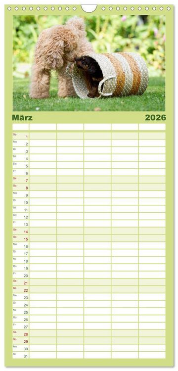 Produktbild: Familienplaner 2026 - Pudel mit 5 Spalten (Wandkalender, 21 x 45 cm) CALVENDO