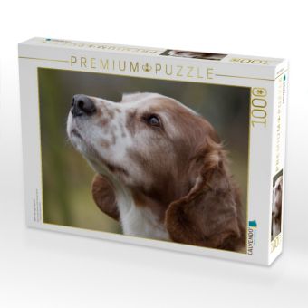 Produktbild: Welsh Springer Spaniel (Puzzle)