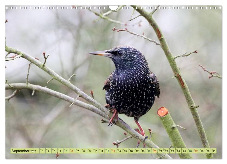 Produktbild: Gefiederte Gesellen - V&ouml;gel aus Wald und Garten (Wandkalender 2026 DIN A3 quer), CALVENDO Monatskalender