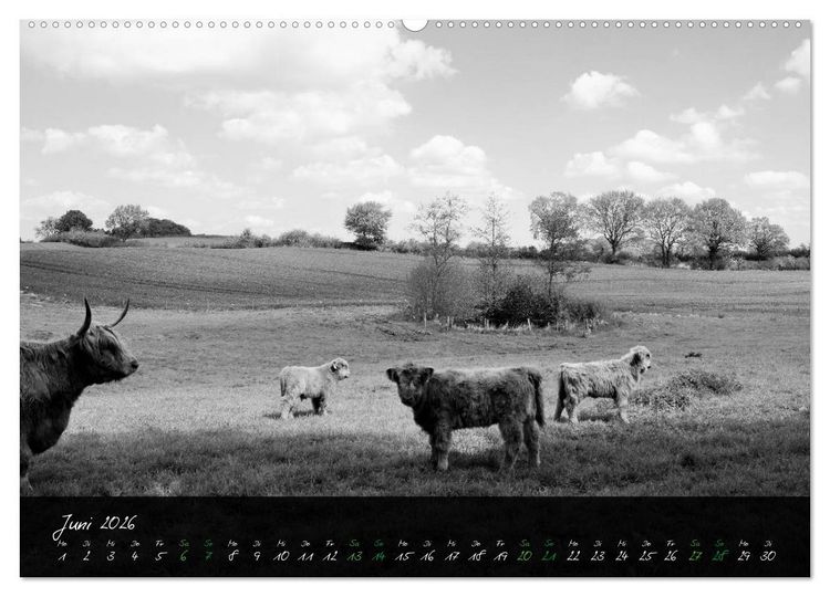 Produktbild: Highland Cattle vom Nordlicht - Faszination Hochland Rind (hochwertiger Premium Wandkalender 2026 DIN A2 quer), Kunstdruck in Hochglanz