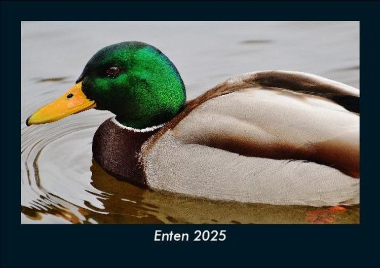 Produktbild: Enten 2025 Fotokalender DIN A5