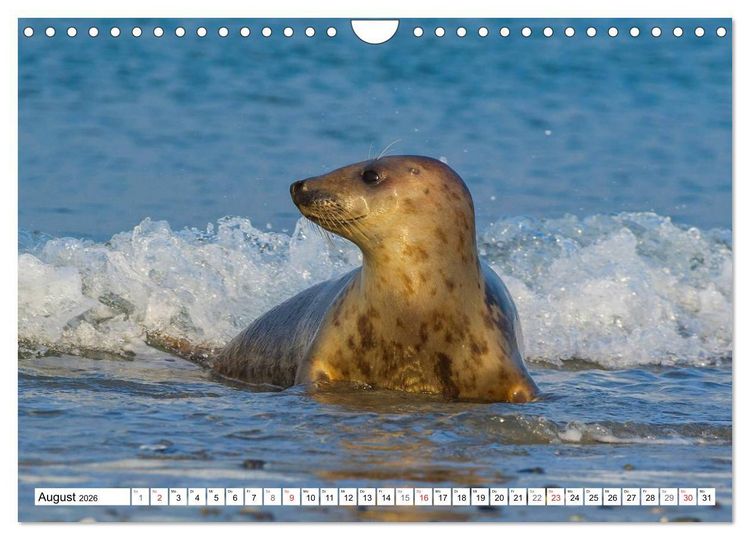 Produktbild: Kegelrobben hautnah (Wandkalender 2026 DIN A4 quer), CALVENDO Monatskalender