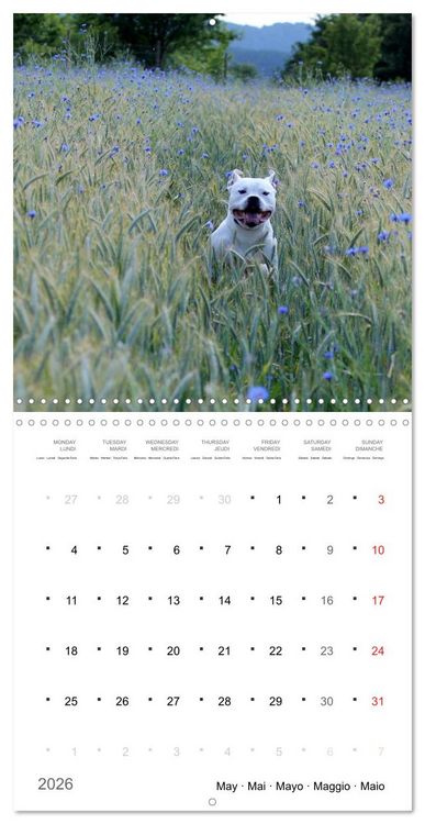 Produktbild: American Bulldog (Wall Calendar 2026 12 &times; 12 Inch) CALVENDO 12 Month Wall Calendar
