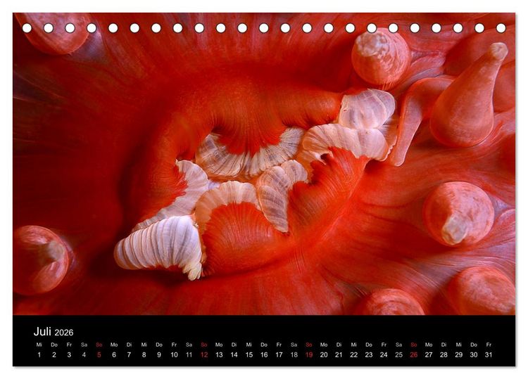 Produktbild: Unterwasser (Tischkalender 2026 DIN A5 quer), CALVENDO Monatskalender