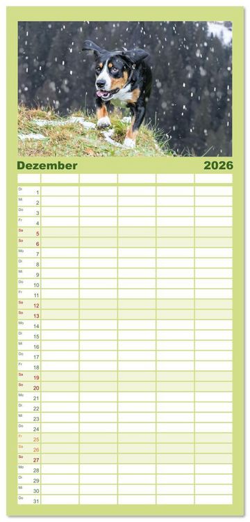 Produktbild: Familienplaner 2026 - Entlebucher - Temperamentvolle Schweizer Sennenhunde mit 5 Spalten (Wandkalender, 21 x 45 cm) CALVENDO
