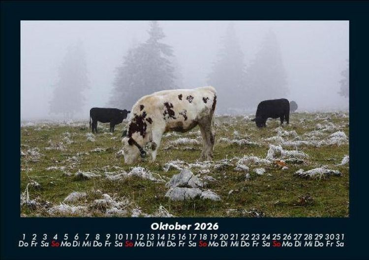 Produktbild: Kuhkalender 2026 Fotokalender DIN A5