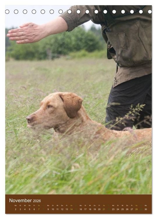 Produktbild: Chesapeake Bay Retriever 2026 (Tischkalender 2026 DIN A5 hoch), CALVENDO Monatskalender