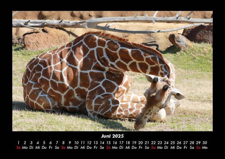 Produktbild: Giraffen 2025 Fotokalender DIN A3