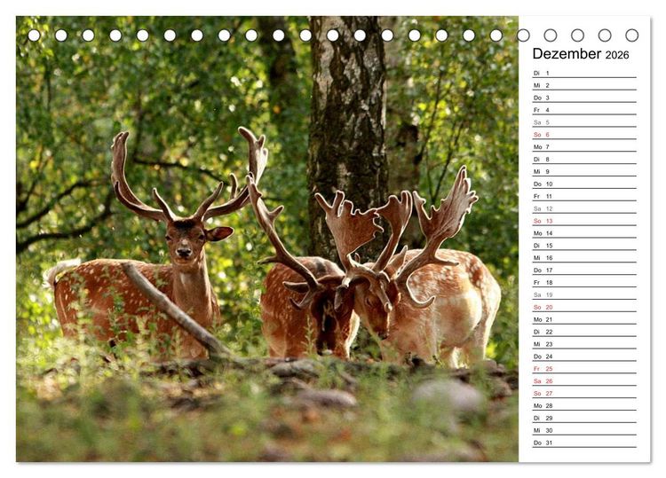 Produktbild: Hirsche (Tischkalender 2026 DIN A5 quer), CALVENDO Monatskalender