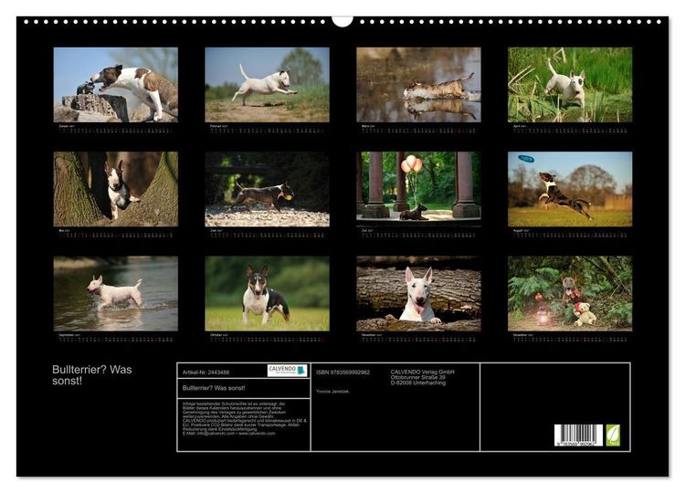 Produktbild: Bullterrier? Was sonst! (Wandkalender 2027 DIN A2 quer), CALVENDO Monatskalender