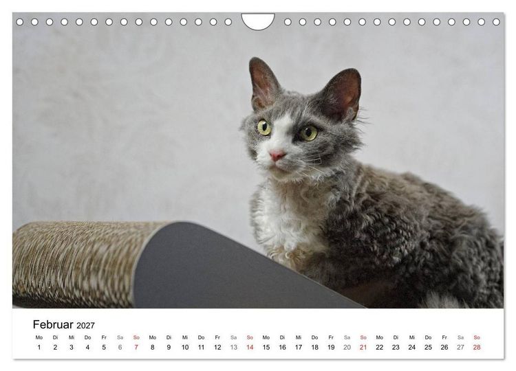 Produktbild: Rassekatzen 2027 (Wandkalender 2027 DIN A4 quer), CALVENDO Monatskalender