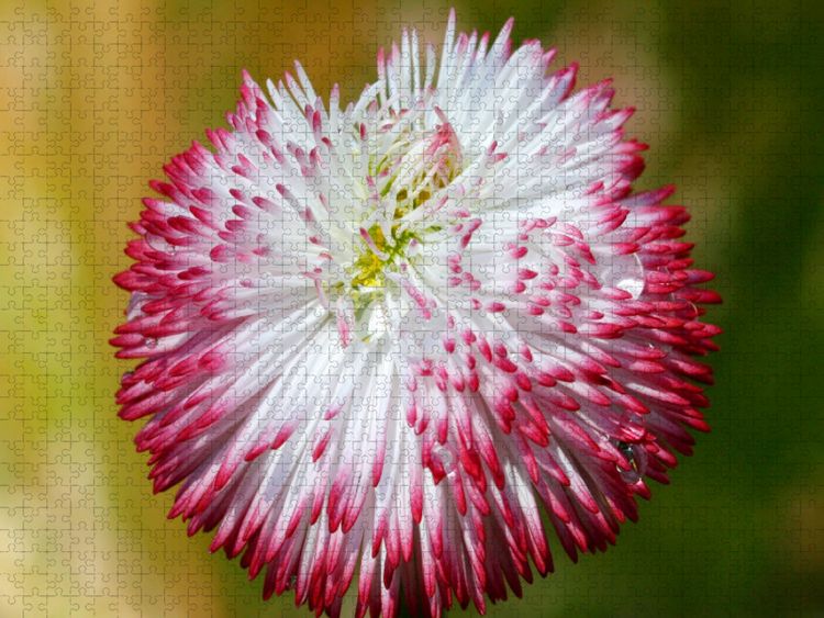 Produktbild: CALVENDO Puzzle Bellis mit Wassertropfen | 1000 Teile Lege-Gr&ouml;&szlig;e 64x48cm Foto-Puzzle f&uuml;r gl&uuml;ckliche Stunden