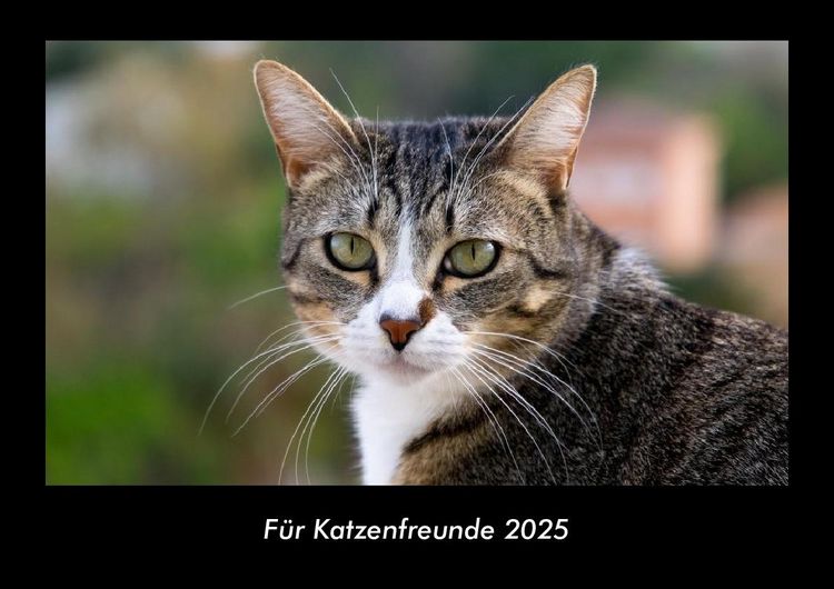 Produktbild: F&uuml;r Katzenfreunde 2025 Fotokalender DIN A3